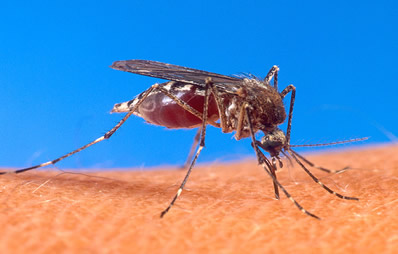 Mosquito on Human Skin