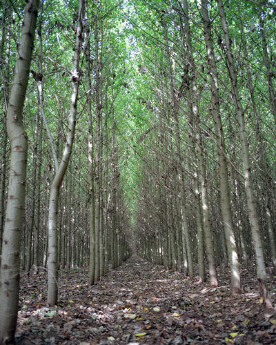 Trees
